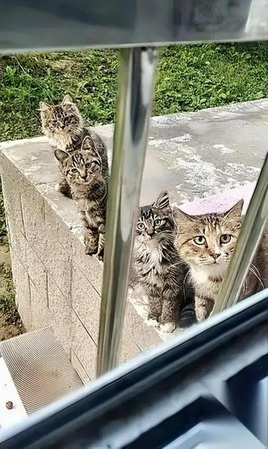 别随便喂小区流浪猫！我上周就喂了两次楼下那只橘猫，今天它带着仨崽直接蹲我