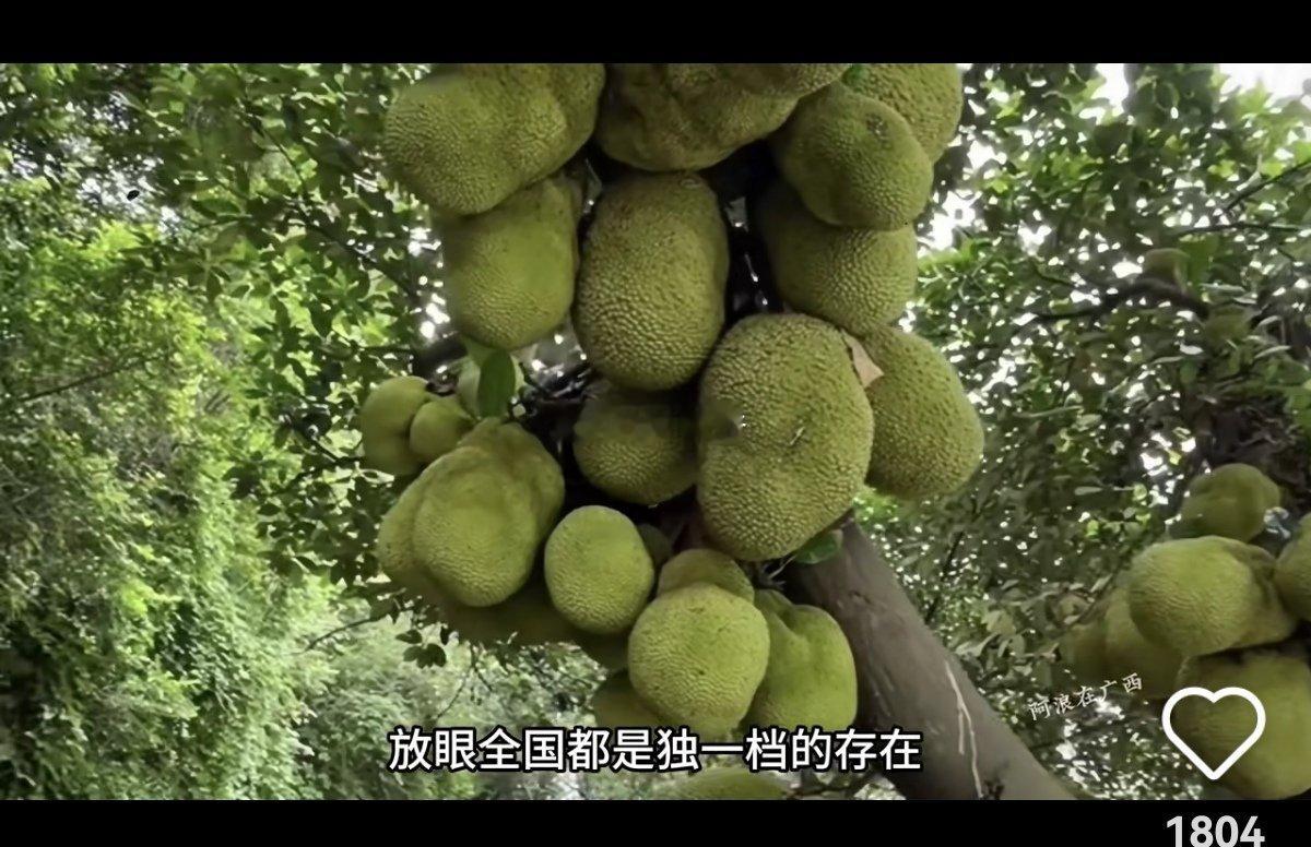 说是“广西人一到夏天就去吃绿化带”，很多人不理解，其实说的是广西绿化带种植的很多