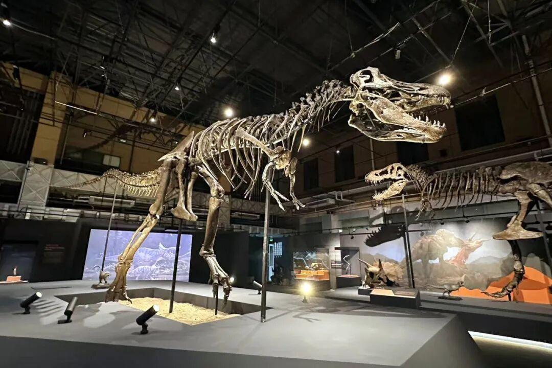 德国把珍藏的巨型霸王龙骨架，组团送来我国展出，堪称顶级史前巨兽展览，消息一出就引