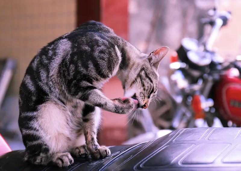 周六休息，分享一下爆炒野路子，2个月净赚10万。朋友炒股从不看技术指标，也不