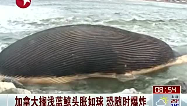 蓝鲸视频实拍两分钟 5288487942445936390.jpg?id=0