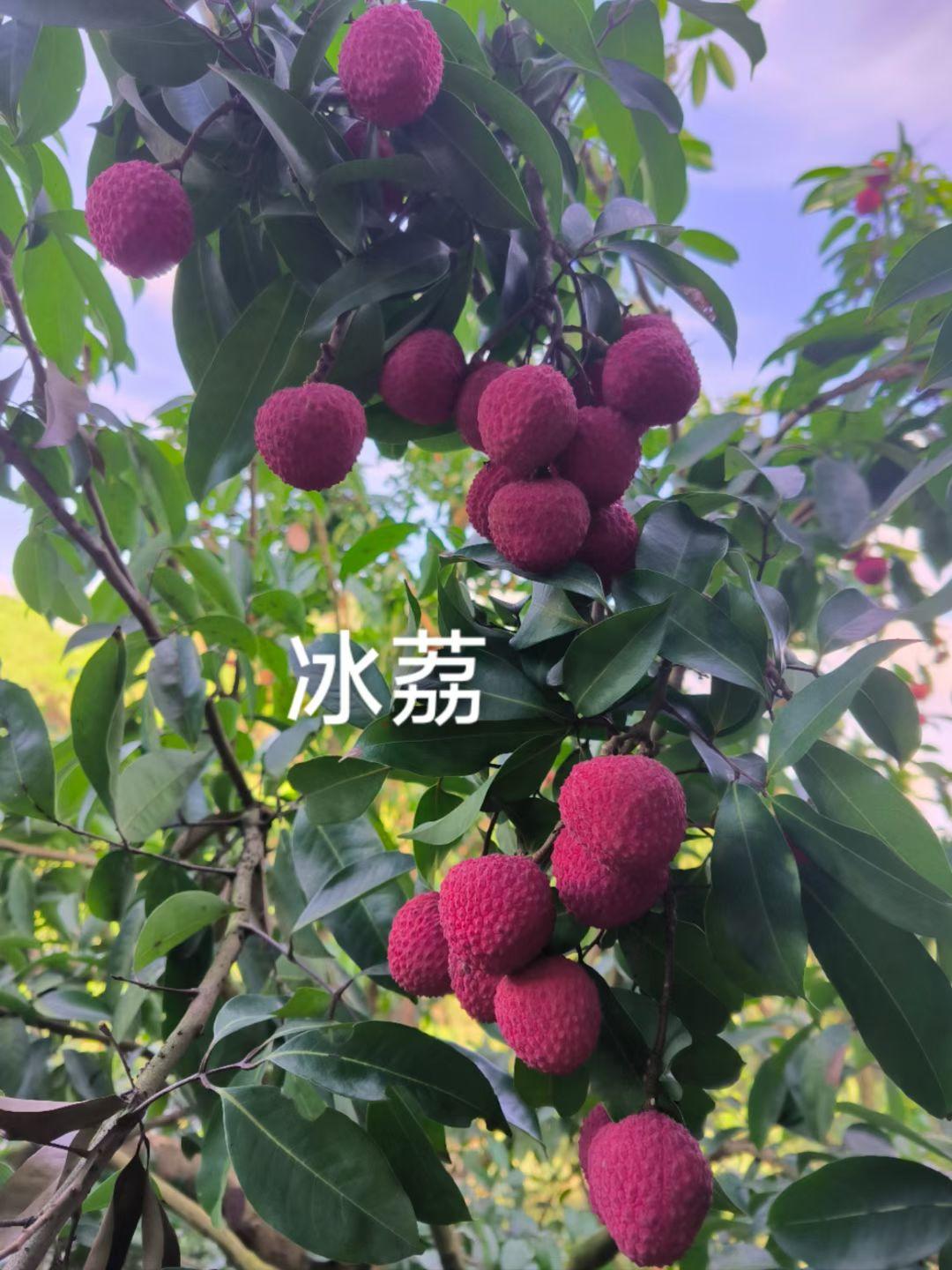 今年种有这几个品种荔枝的人都赚大了。首先第一个品种就是桂味，因为桂味是荔枝中的