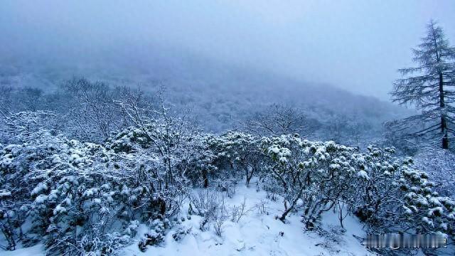 今年三九天，“十年不遇”，今年冬天到底冷不冷？[无奈吐舌]这两天出门，明显觉得风