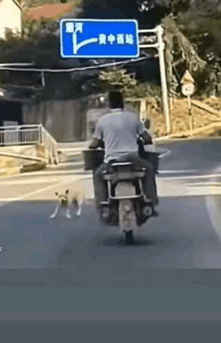 有些狗被撞了就逃跑了，这只狗够猛，如果不死绝对是霸道。[哭哭]