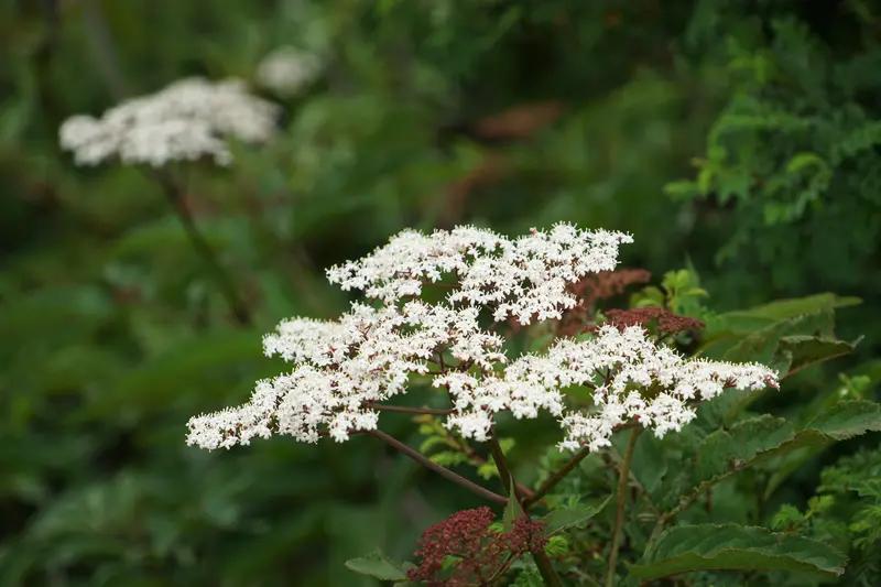 3天2板暴涨50%！拉普拉斯凭啥疯涨？20亿订单+太空光伏藏玄机前脚刚斩获