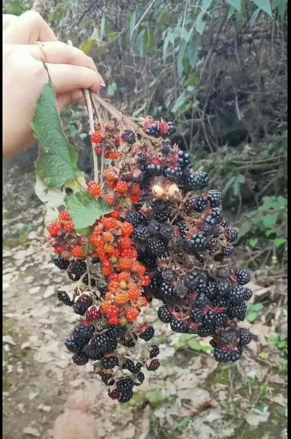 小时候吃的很多水果都慢慢消失了感谢大自然的馈赠，小时候的水果你认识几种呢？