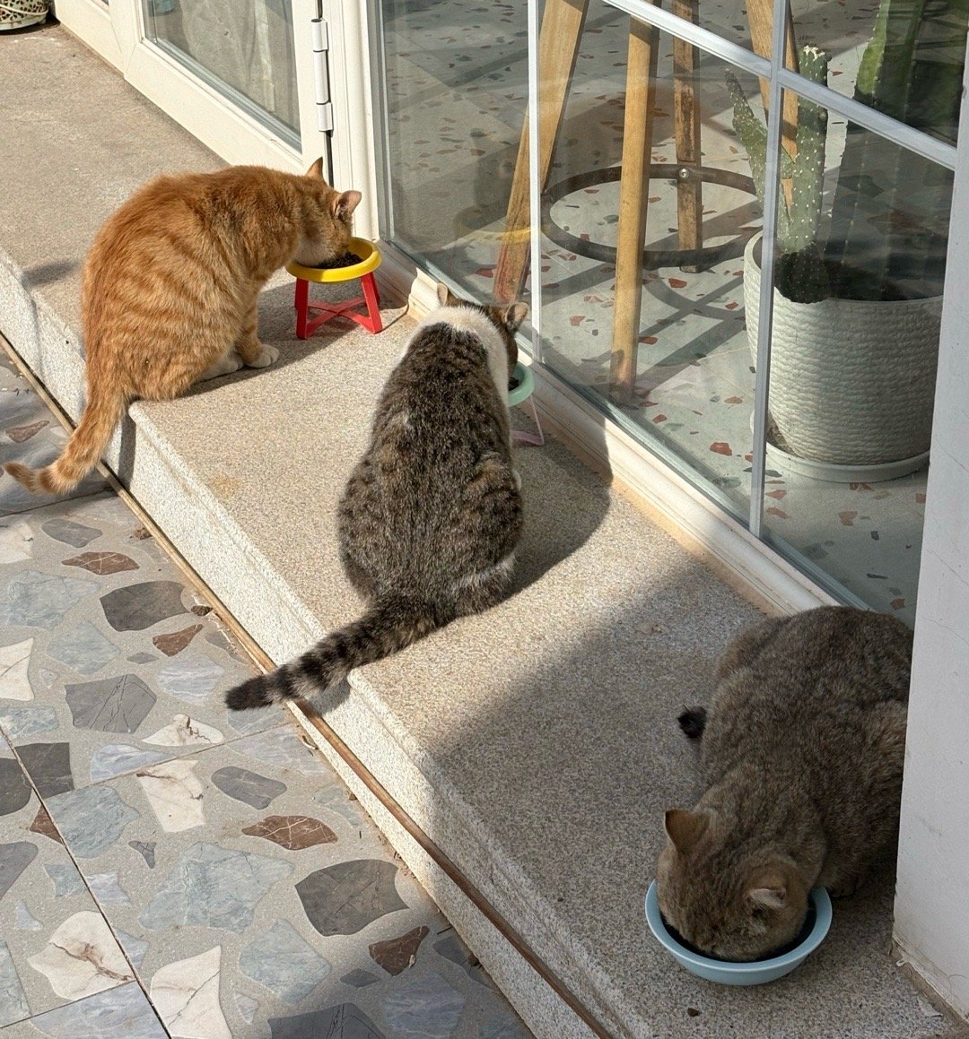 我的花园我的猫喵星人大家看图一，如果是流量文案，我可能会这样写：一窗之隔，有家