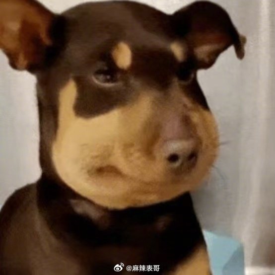 章子怡今天的活动也还是像蜜蜂狗她的脸还能回去吗？