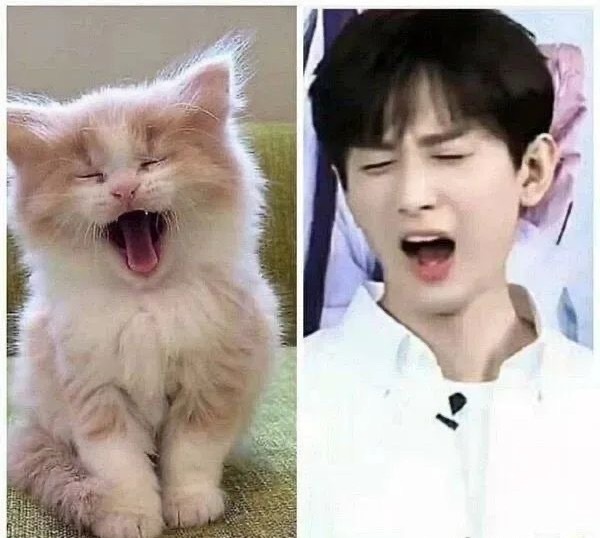 成毅真的是猫咪本咪，这也太适配了吧！不能说像简直是一毛一样，他知道自己粉丝是这