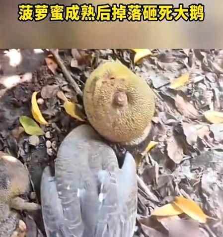 “真是飞来横祸！”近日，广东湛江一男子家院里的菠萝蜜成熟后突然从树上掉落，谁知正