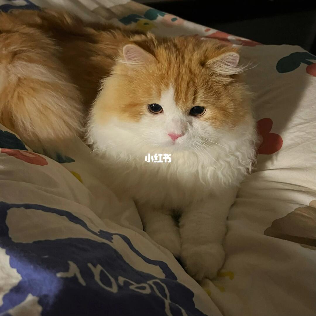 鼠系长相的小猫