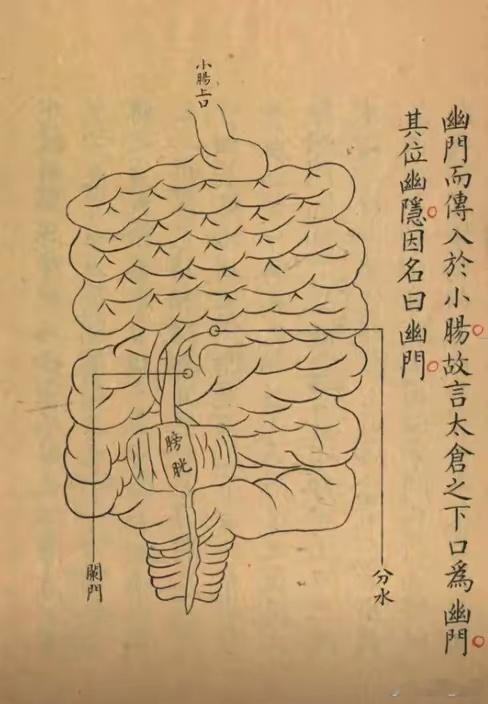 咱们中医的脏腑图跟西医解剖可大不一样！第一张图里盘肠九曲，把食物从胃到小肠的路径