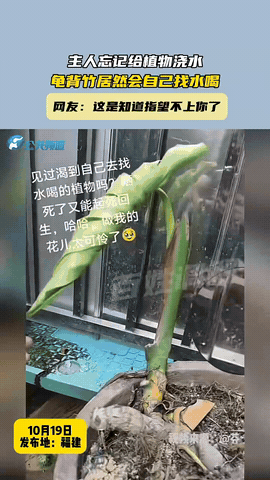 “这下真的解释不清了！”福建，男子出门好几天，回家才想起没给龟背竹浇水，他赶紧去