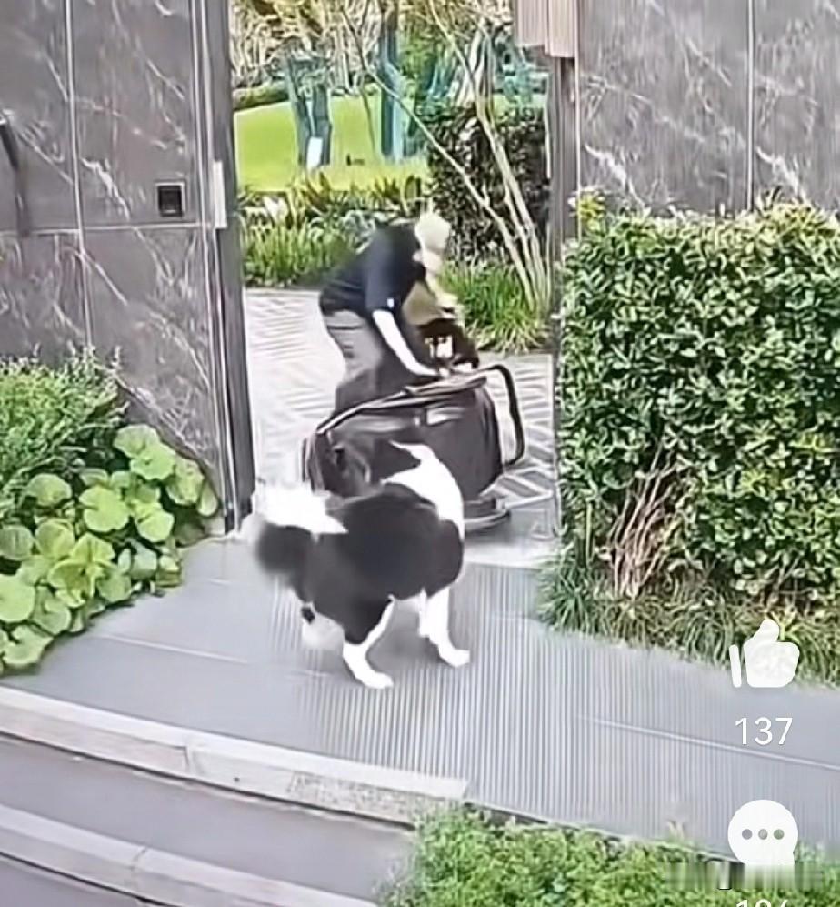 遛狗不拴狗真的不知道下一秒这只狗会不会咬人，这对狗主人或其他人都是碰运气。这不