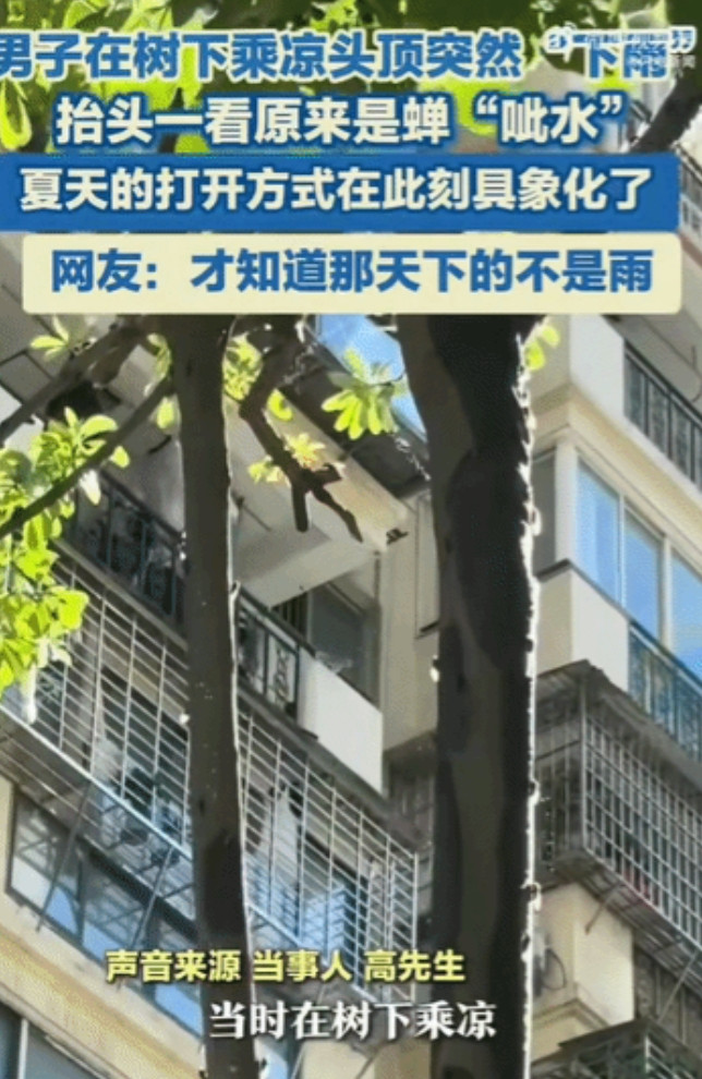 “到底是幸运还是不幸啊！”福建厦门，高先生在树下乘凉，突然感觉有雨滴落在脸上，当