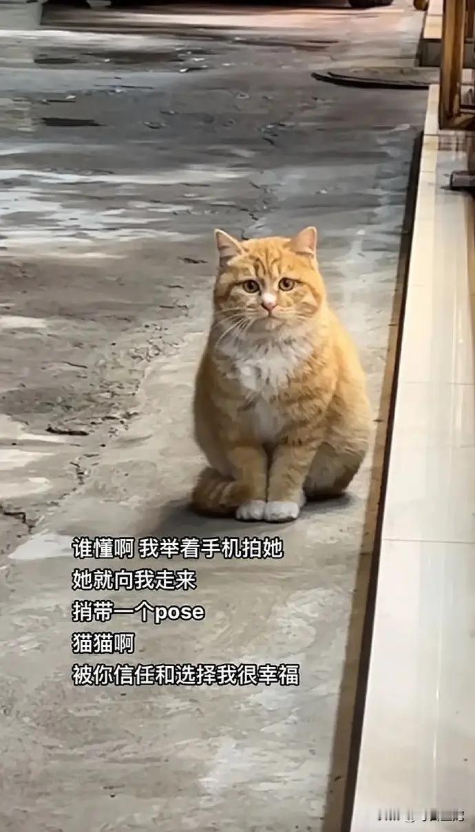 [鼓掌]好乖的小猫咪~~~静静等待路人投喂，不争不抢，超有礼貌！！！