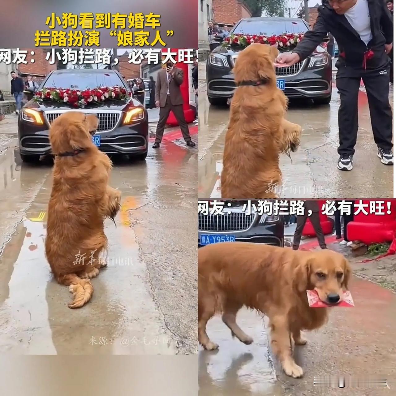 “这只狗火了!”，金毛看到有婚车过来，拦路扮演“娘家人”挡在路上，人模人样坐在