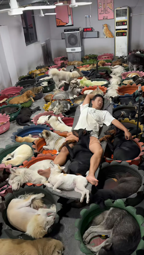 天天跟这些流浪动物睡在一起不害怕吗？