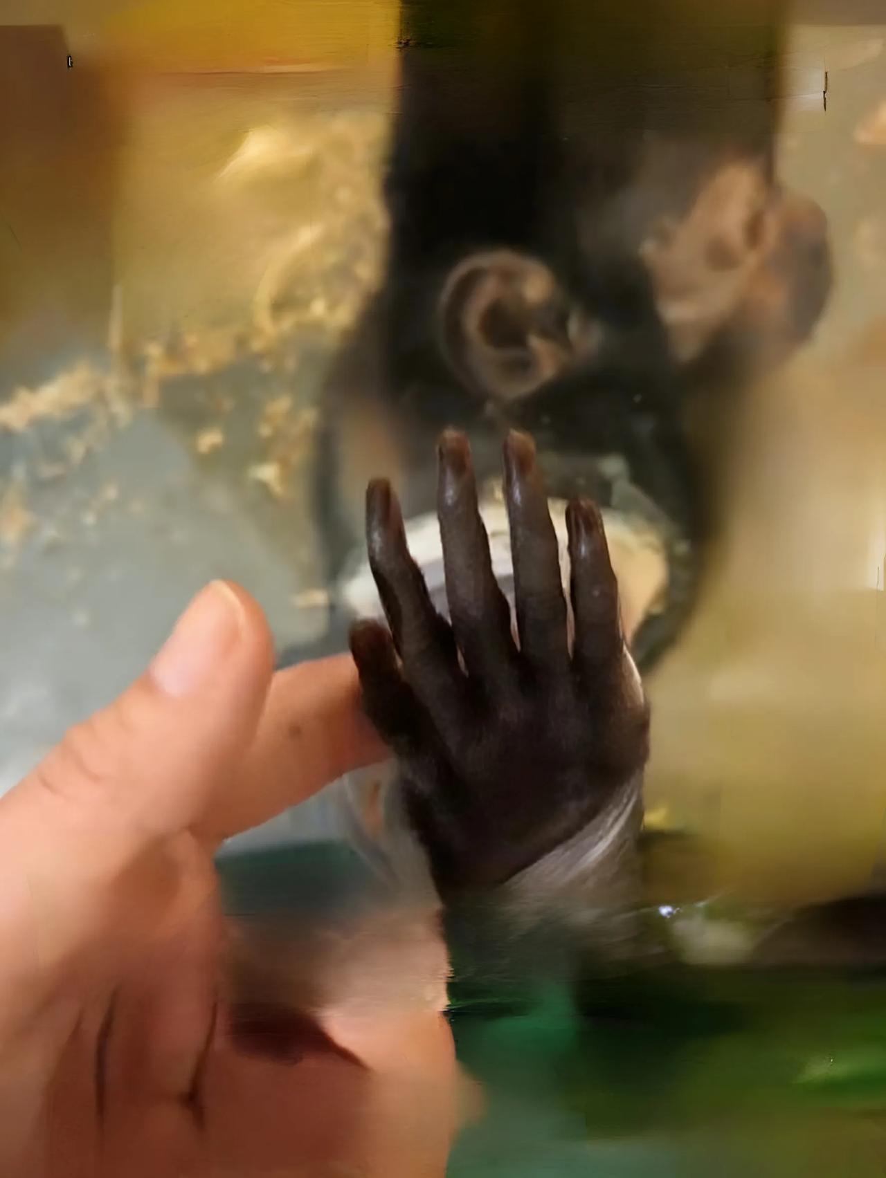 女子动物园逗猴要苹果，猴子的操作让人意外谁能想到，去动物园逛一圈，居然被猴子