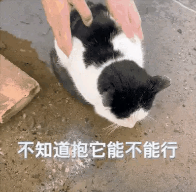 水坑等死的流浪猫，被弃猫瘟晚期，一句“妈妈来了”竟逆天改命！小巷里一只流浪