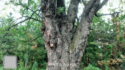 这颗枣在山西甜了千年千年古树不言不语，却用满树红枣，诉说着山西土地独有的温柔与