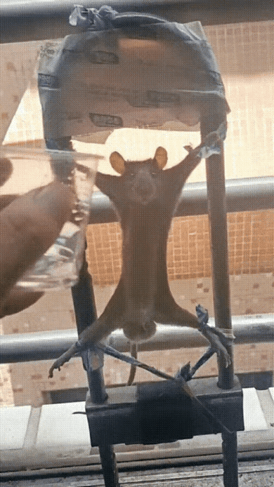 老鼠：我今天是非死不可吗？