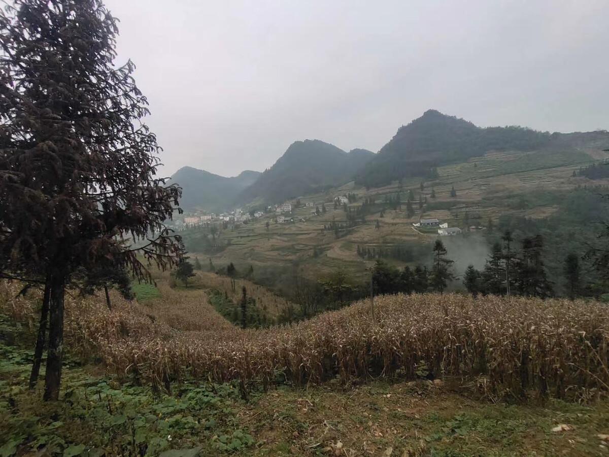 一颗辣椒卖5元，邻居说太便宜，老爸：“我人生第一次卖这么贵的辣椒！”。今年夏