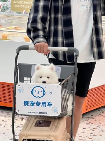 第一次逛超市的萨摩耶宝宝​​​