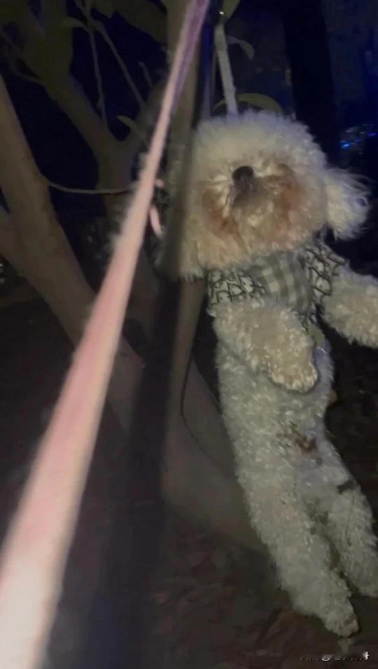 这只小狗老是欺负家里的小孩，男主人生气就把它吊死了。它平时仗着女主人的宠爱经常随