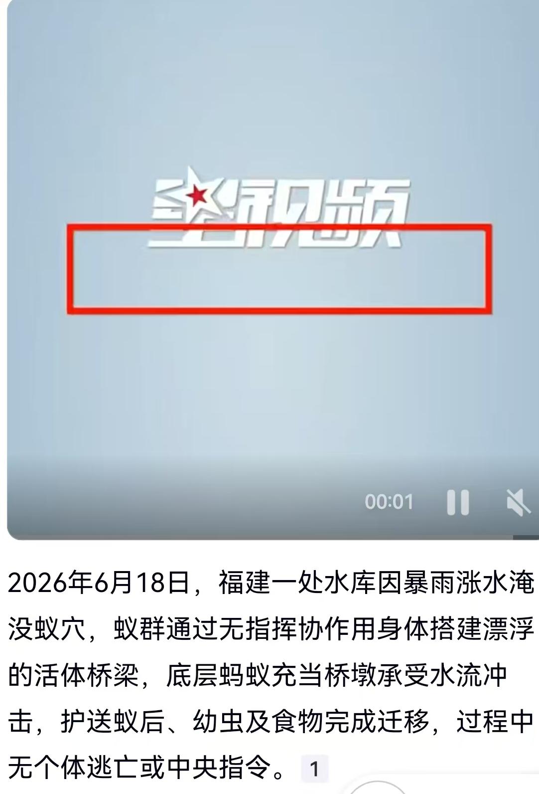 暴雨突袭福建水库，蚁群“肉身搭桥”震撼全网：底层的它们，还在吗？2026年6月