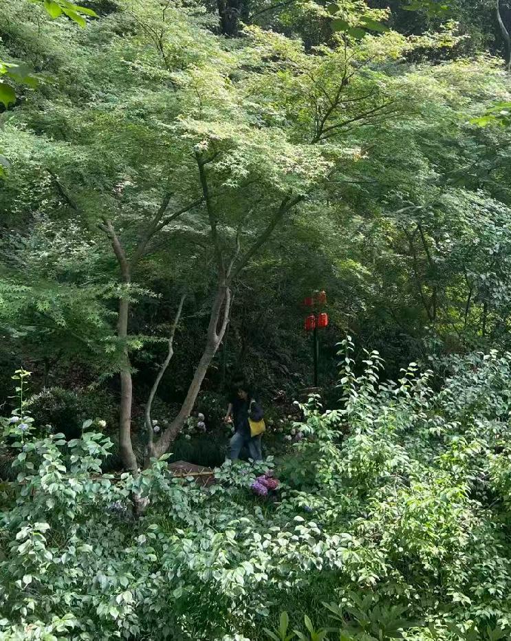 灵隐寺免票需要规则与信用共建