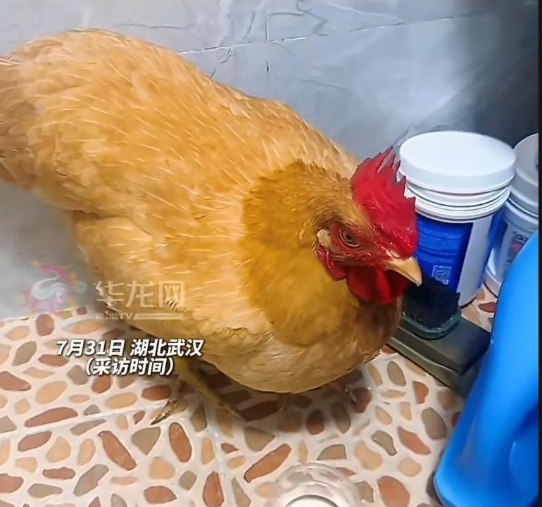 湖北武汉，妈妈心疼女儿，特意寄来一只土鸡让她补补。结果这只跨越800公里的母鸡太