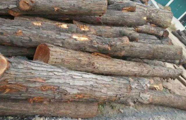 为什么枣木不能当柴烧？一位60岁的护林员告诉我，大部分树木死后都能当柴火烧，唯独