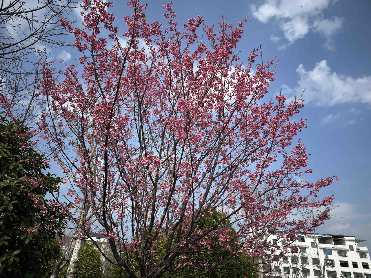 今天是正月初一春节第一天，雨停了，天气不错。一觉睡到自然醒，今天一天都可以随意
