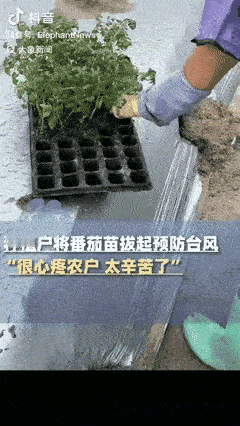 好心疼！广东茂名，一农户刚种下30亩地的番茄苗，当听到台风“桦加沙”马上就来了，