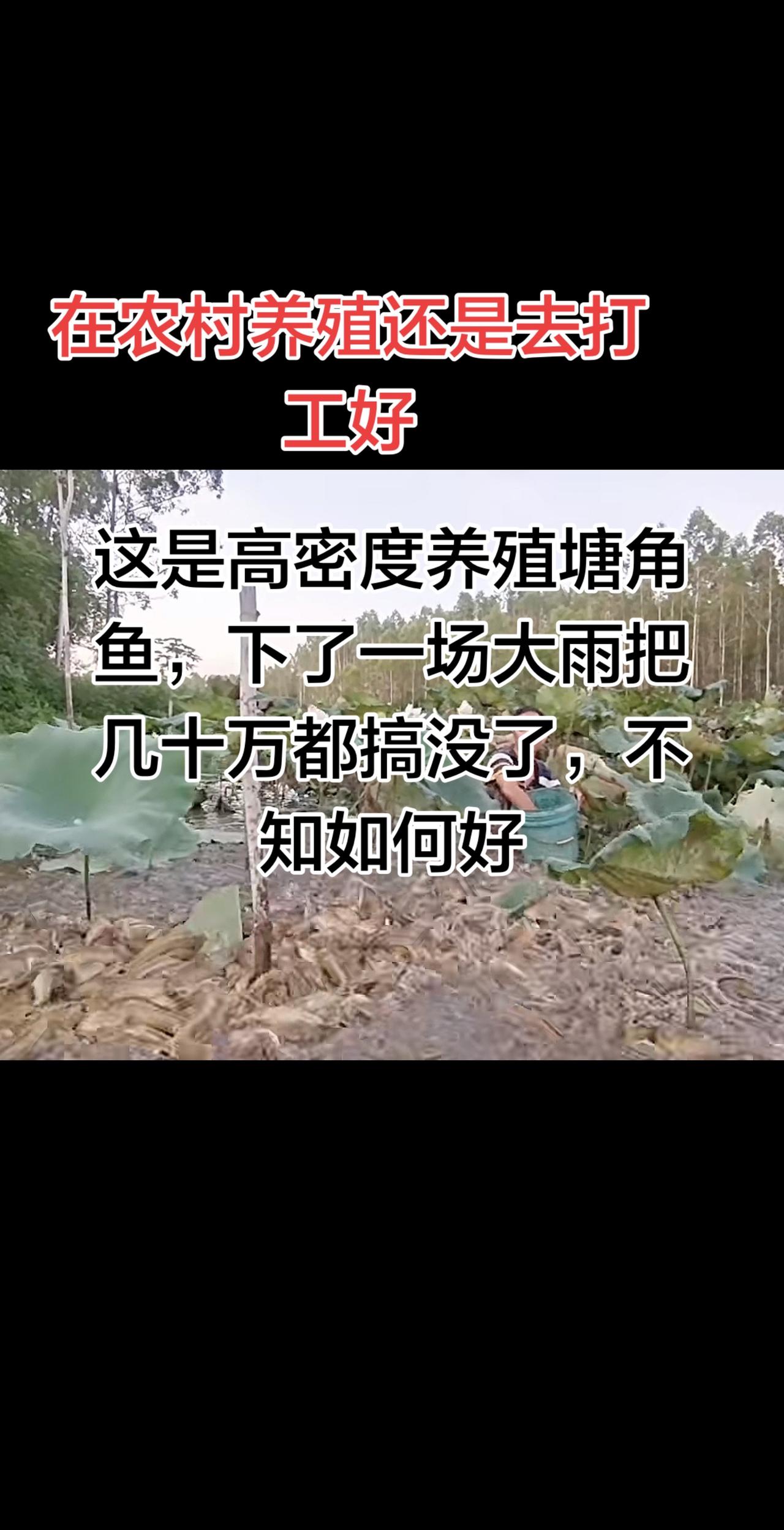 以前在家养鱼也是一种乐趣，高密度养殖，不过一场大雨来就得很惨，看起来都可以卖了，