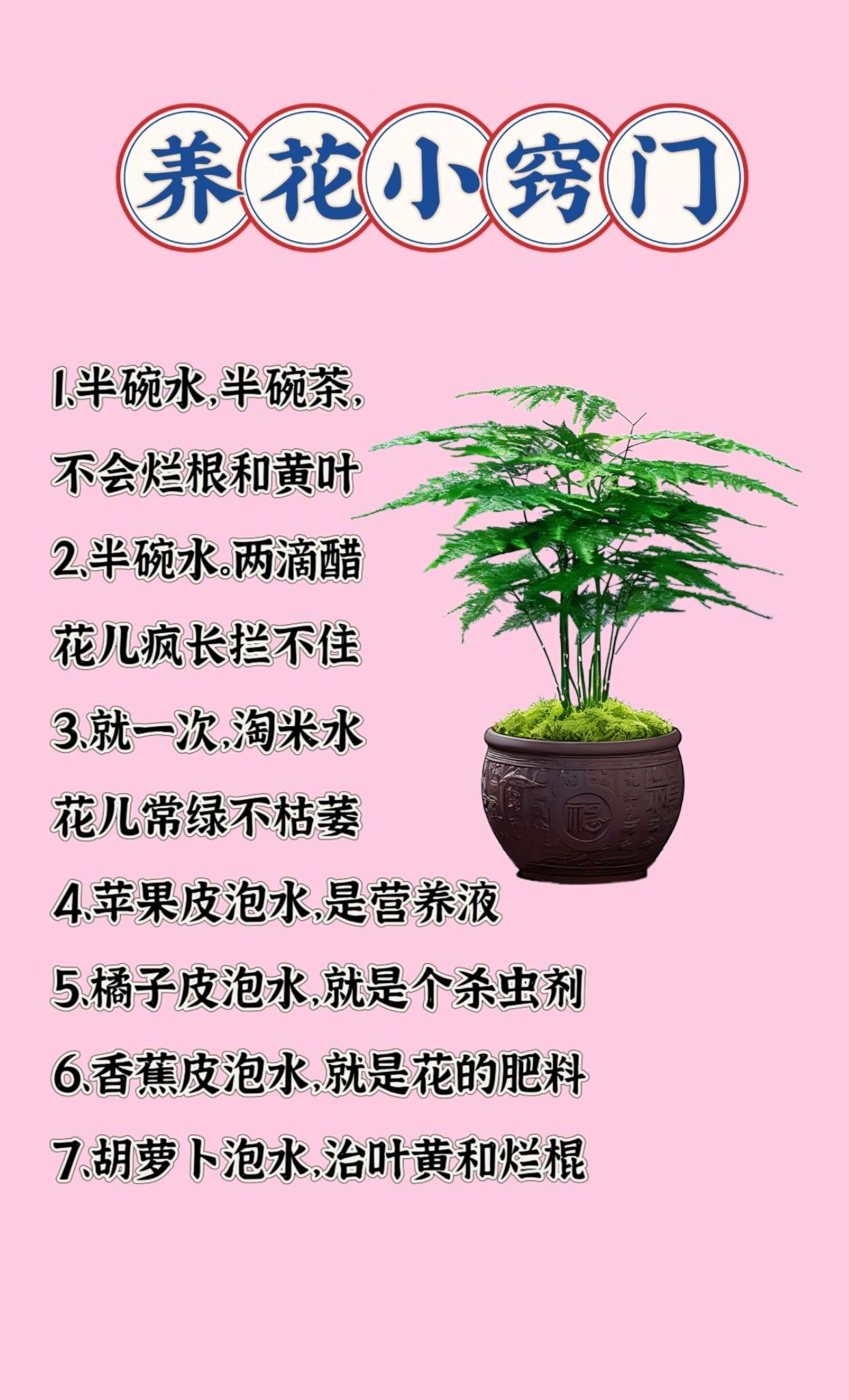 养花小知识绿植花卉绿植盆栽实用妙招小妙招大作用
