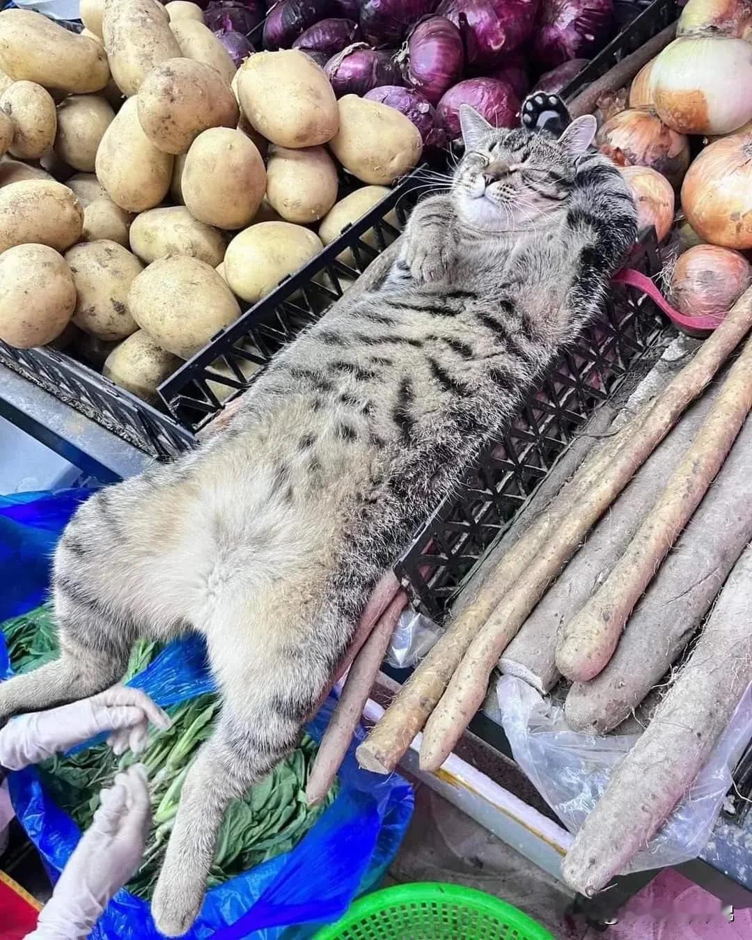 失去帝位🍋的猫皇还是陛下吗？不，是菜农陛下！​​​