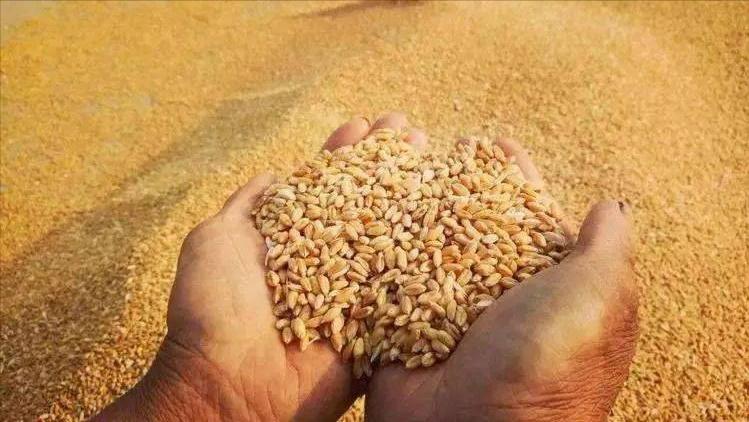 朝鲜人民没想到1万士兵换来好日子，猪肉、啤酒、食用油还有粮食过去不敢想的现在都有