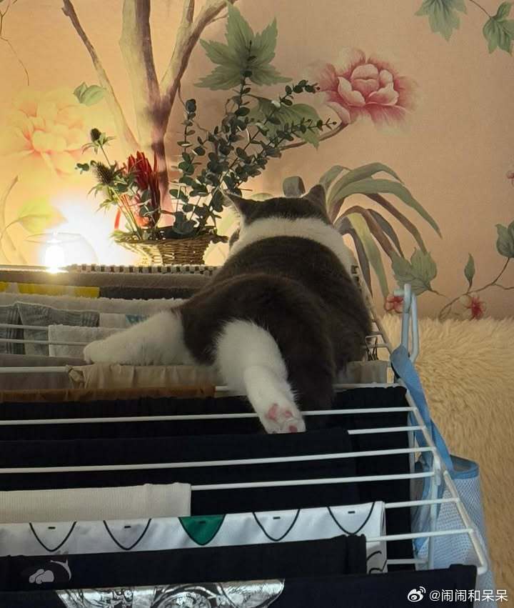 小猫咪晾爪爪🐾cr：coaaka​​​