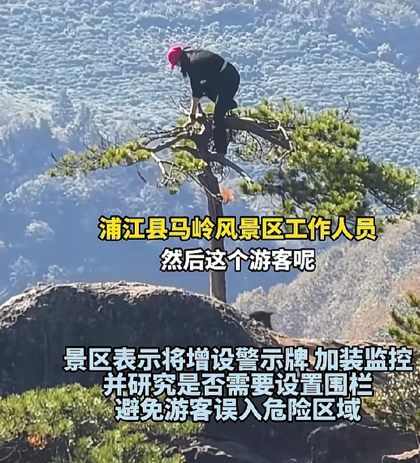 女子攀上松树顶拍照引争议，擅闯自然区爬上松树顶打卡，关键爬上去拍照有什么意义？