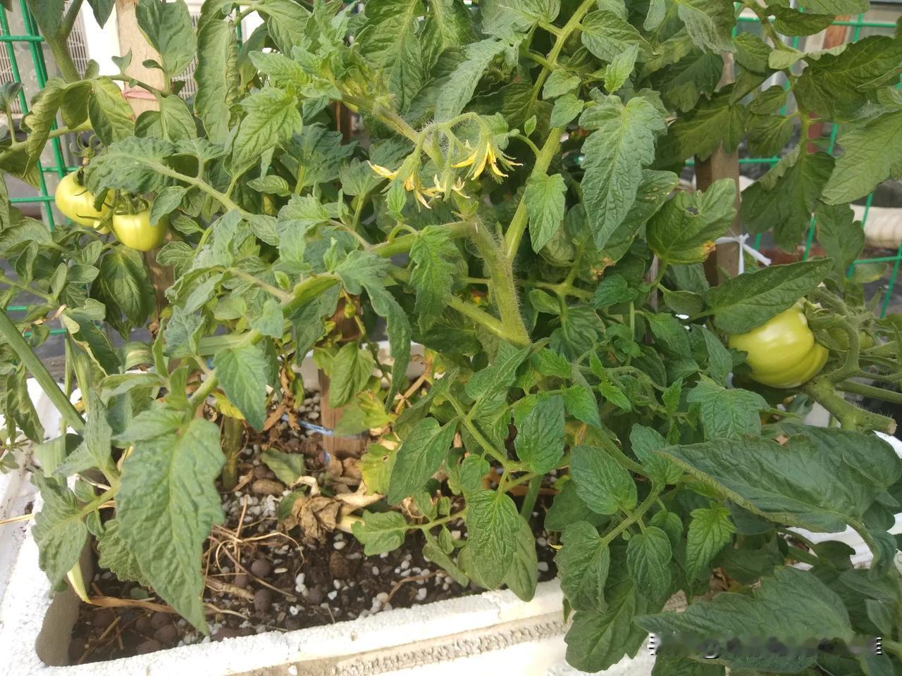 都说城市里寸金寸土，看看我在泡沫箱里栽了西红柿、丝瓜、苋菜、大蒜、小葱、辣椒、香