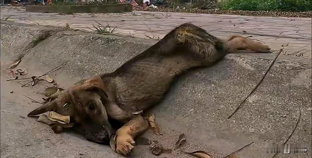 泪目了！这天一位小哥哥去晨跑结果刚跑了没多远，就看到路边有一只流浪小狗倒在地上一