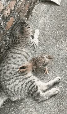 这只小猫的耐性真好，面对这只小鸟的挑衅，它居然没有动了杀机，都默默的忍受了，这看