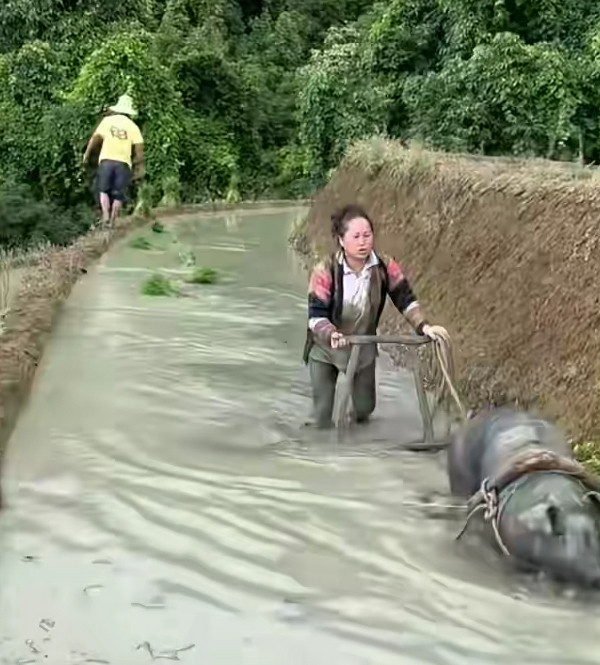 家畜界也这么卷了吗？……