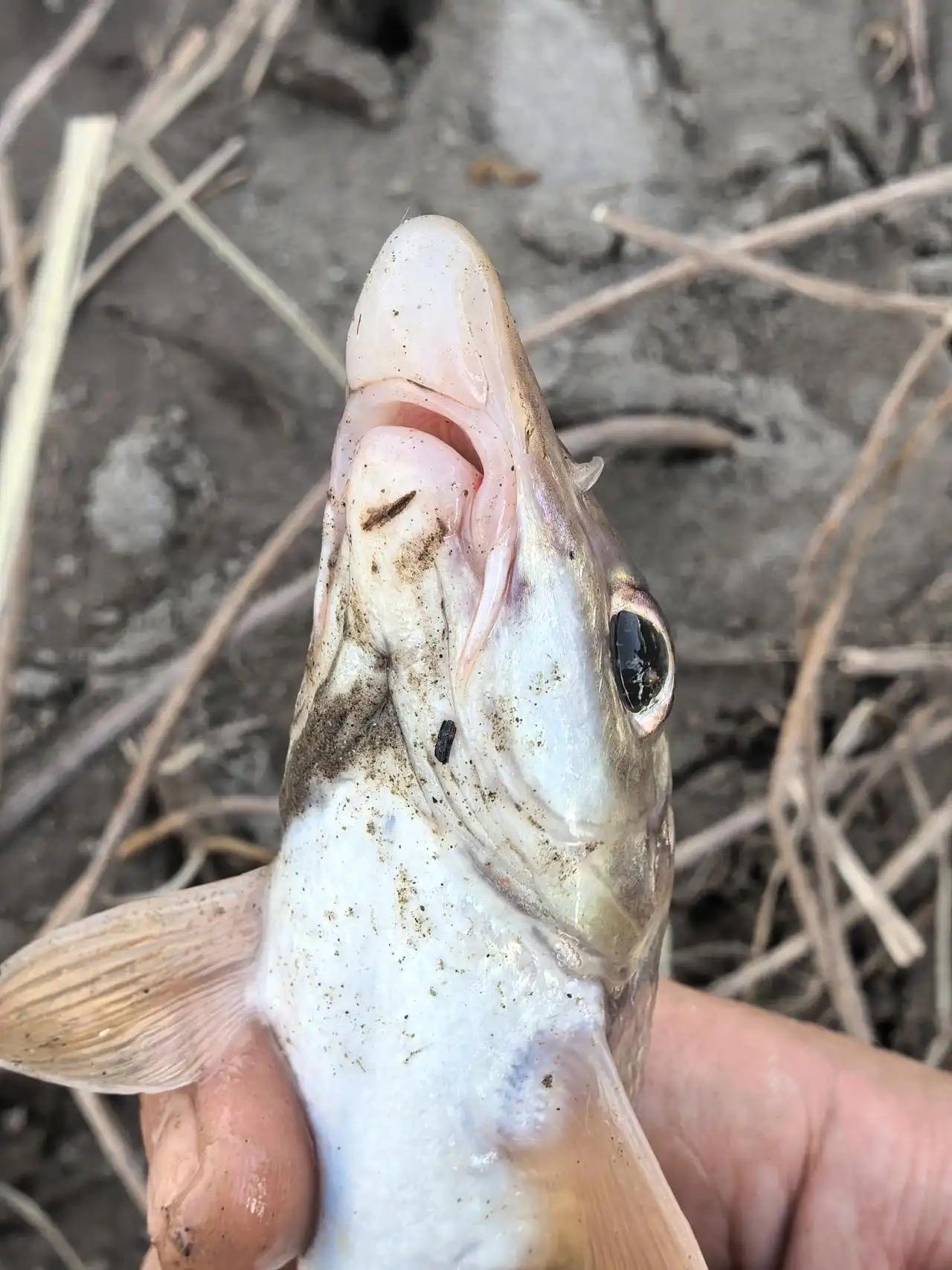 一个钓友钓的鱼，第一次见不知道是什么鱼，有没有人知道的？