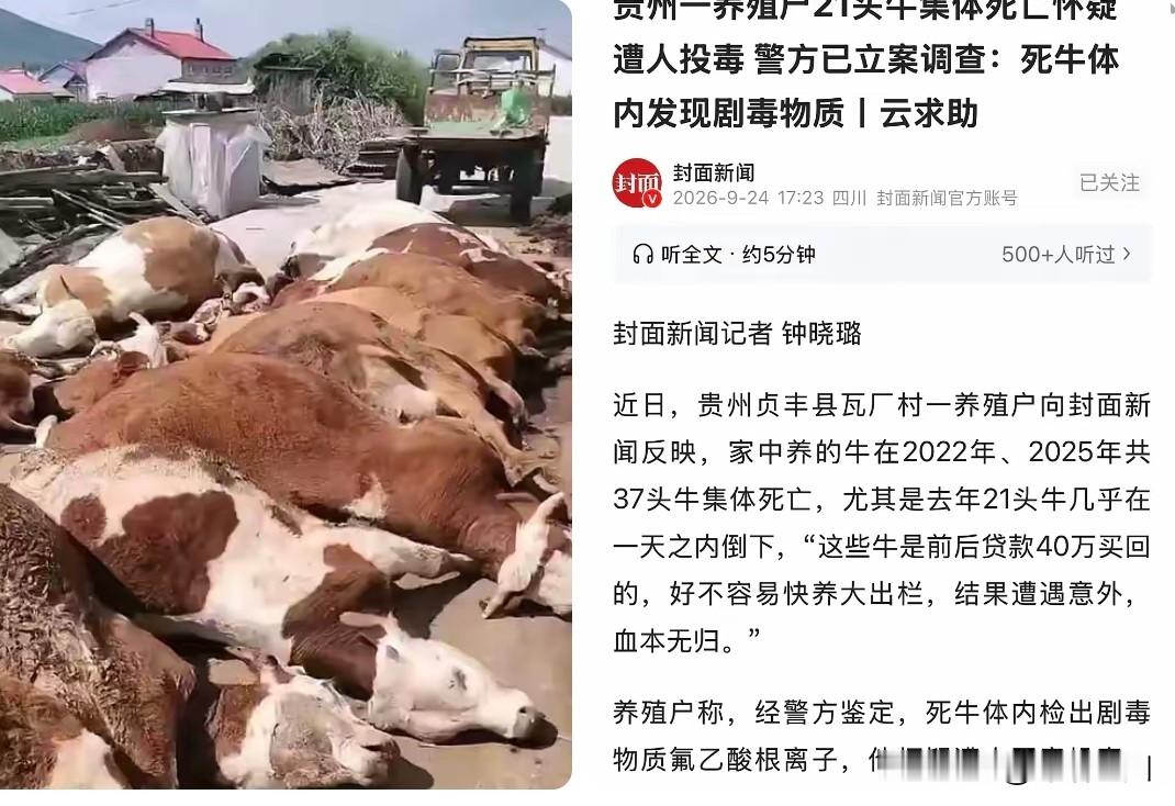 一个55岁的老汉，两次贷款40万养牛，两次都在牛快出栏、马上就能还债的时候，几十头牛在眼前一头接一头
