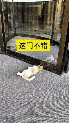 笑到停不下来！万万没想到小狗居然解锁懒人专属玩法循环翻看了好几遍视频，全程