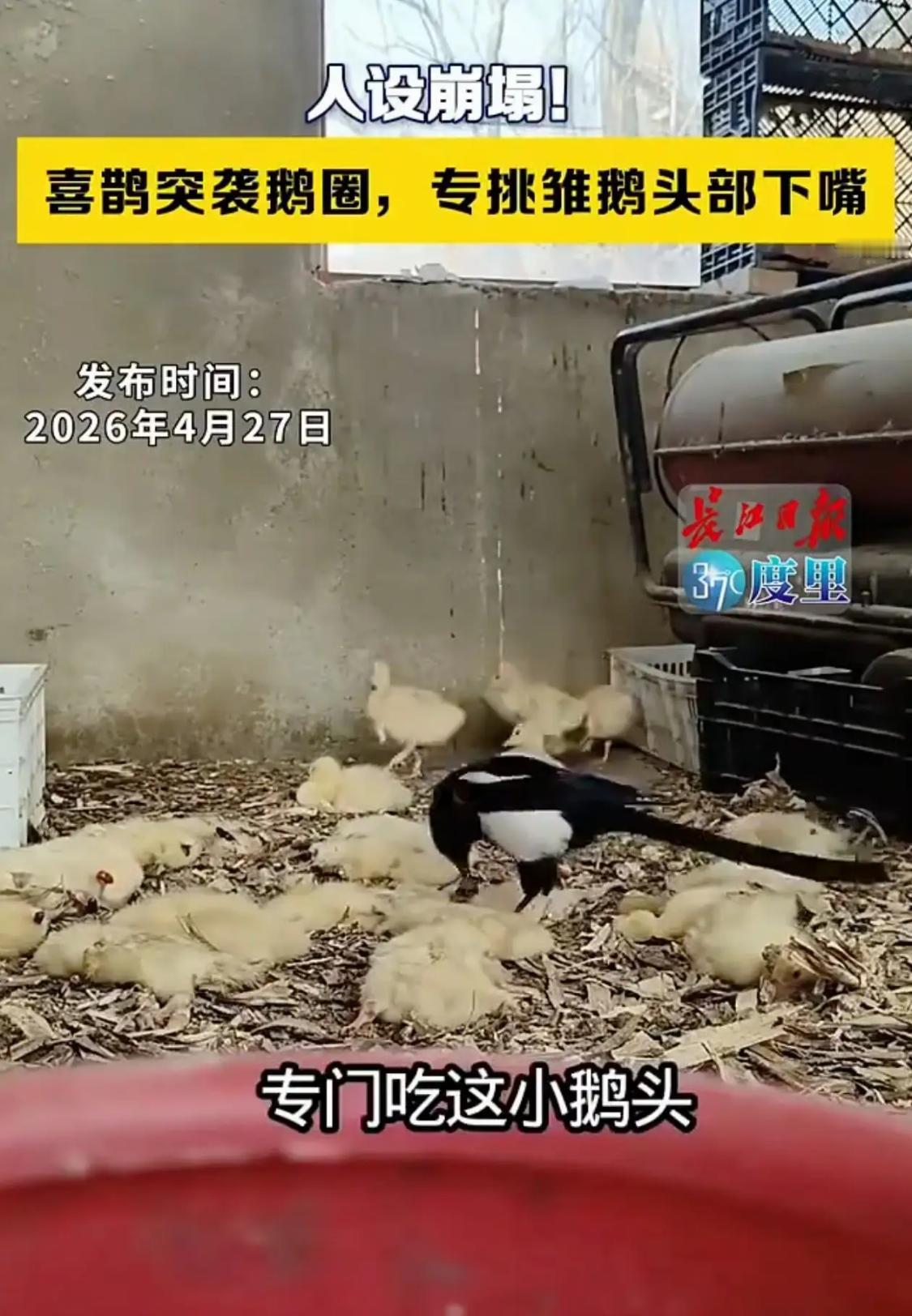 “鸟设崩塌！”辽宁，一农户大姐家刚孵化出来的小鹅，一夜之间死了三十多只。不是病死