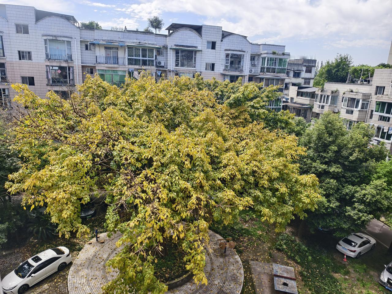 这是什么树啊？每年五月开始落叶🍂，然后重新涨新叶。我遇到这种五月落叶又长新叶